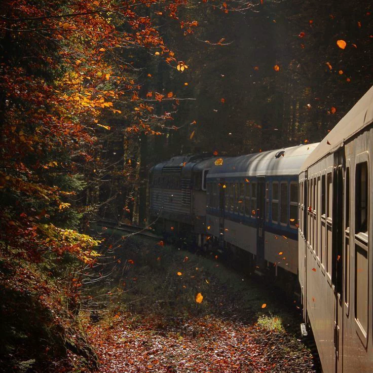 Train winding through an autumn forest