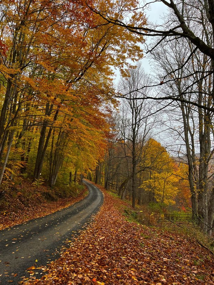 Leaf-covered road winding through autumn woods